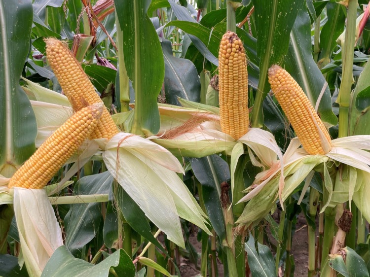 Podsumowanie zbiorów kukurydzy kiszonkowej